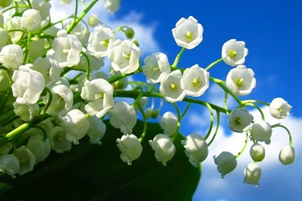 Hoa linh lan thường có hình dáng và mùi hương dịu dàng, tinh tế, giúp tạo ra một môi trường sống yên bình và thư thái. Nhìn vào hoa linh lan và ngửi mùi hương của chúng có thể giúp giảm căng thẳng và lo âu.