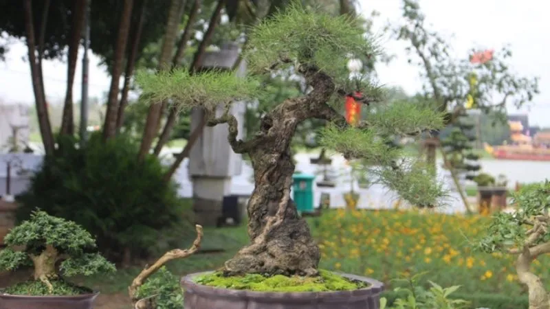 Nhìn vào cây Phi Lao có thể mang lại cảm giác thư giãn và tĩnh lặng, giúp giảm căng thẳng và stress trong cuộc sống hàng ngày.