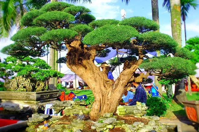 Đối với những người yêu cây cảnh, đặc biệt là có niềm đam mê với các loại cây bonsai thì Phi Lao chính là một lựa chọn hoàn hảo.