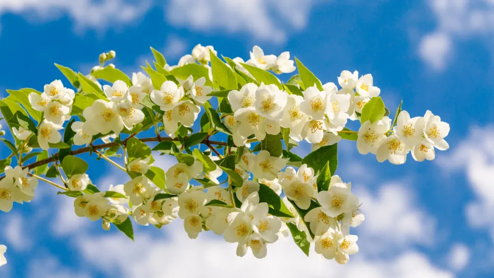 Hoa nhài là một loại hoa có màu trắng thuần khiết và mùi hương thơm quyến rũ. 