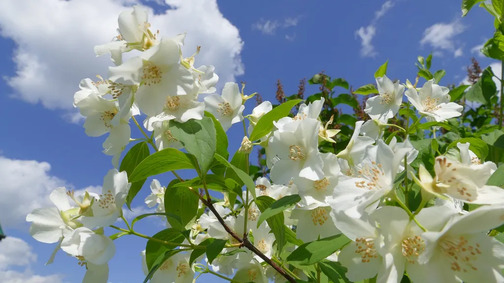 Hoa nhài trắng thường có hoa màu trắng hoặc kem, và thường được trồng để trang trí trong các khu vườn hoặc sân vườn. Mùi hương của hoa nhài trắng rất thơm ngát và được sử dụng trong sản xuất hương thơm và trong nghệ thuật trang trí.