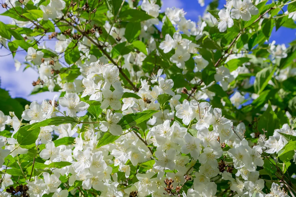 Ngoài ra, còn có một số loại hoa nhài khác như "Jasminum grandiflorum" hoặc "Spanish Jasmine" và "Jasminum mesnyi" hoặc "Primrose Jasmine" cũng được coi là hoa nhài