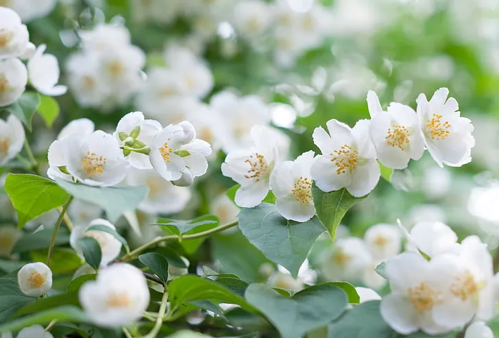 Ở Nhật Bản, hoa nhài thường được coi là biểu tượng của sự thuần khiết và sự đẹp đẽ. Nó thường được sử dụng trong các nghi lễ và lễ hội truyền thống. Mỗi khi hoa nhài nở, nó mang lại một cảm giác bình yên và thư giãn cho những người thưởng ngoạn.