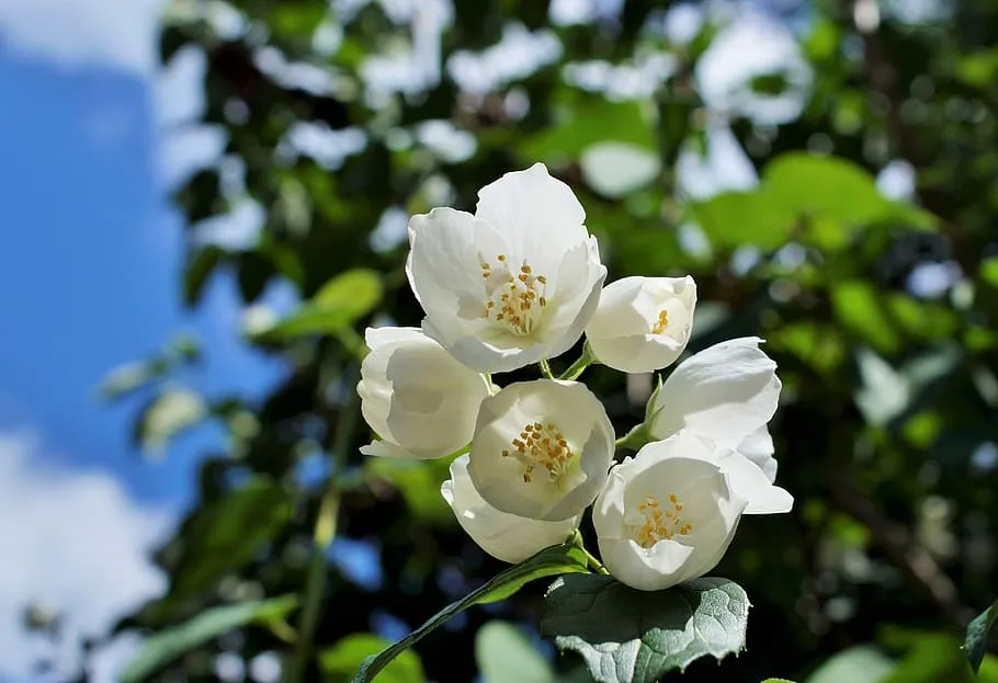 Cây hoa nhài thường được trồng trong vườn hoặc chậu, và chúng có thể làm điểm nhấn hoặc điểm nhấn cho không gian xanh của bạn. 