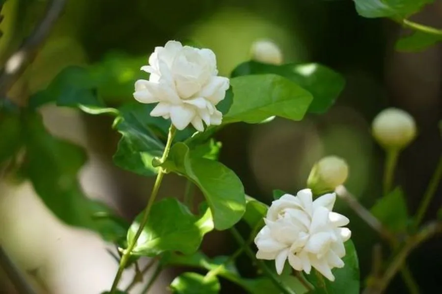 Mỗi bông hoa nhài đơn mang lại sự thanh tao và quyến rũ, và mùi hương thơm ngát của nó có thể làm cho không gian xung quanh trở nên dễ chịu và thư giãn.