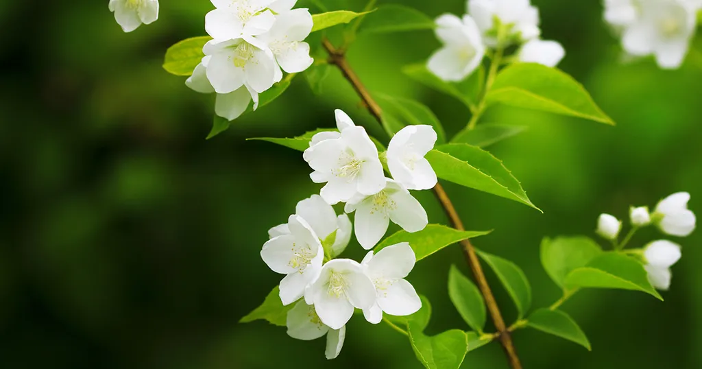 Mùi hương thơm của hoa nhài cũng thường được sử dụng trong các sản phẩm làm đẹp và spa để tạo cảm giác thư giãn và dễ chịu.