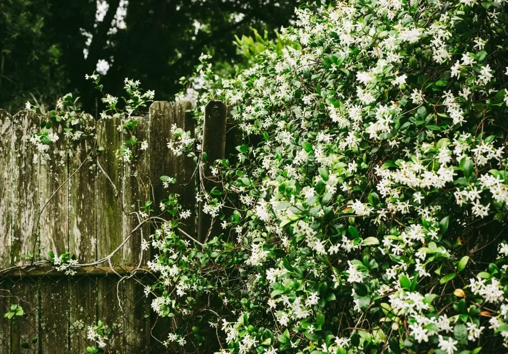 Mùi hương của hoa nhài leo thường rất dễ chịu và quyến rũ, làm cho chúng trở thành một lựa chọn phổ biến trong việc trang trí vườn hoặc sân thượng.