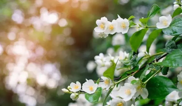 Hương thơm dịu dàng của hoa nhài cũng có thể mang lại cảm giác thư giãn và thoải mái. Tuy nhiên, một số người có thể phản ứng dị ứng với mùi hương của hoa nhài.