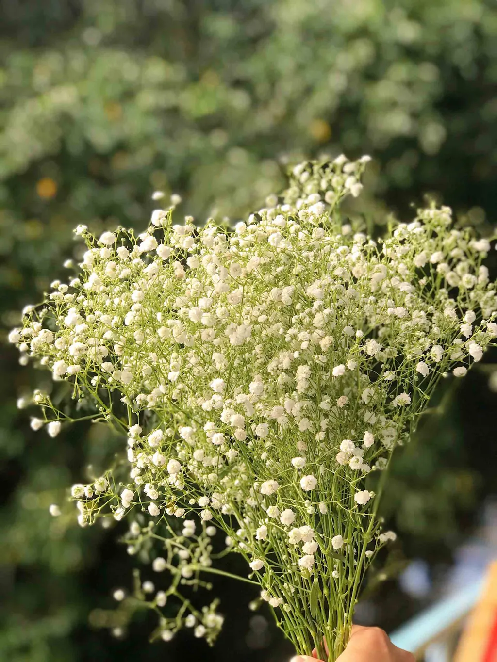 Hoa Baby được biết đến với vẻ đẹp nhẹ nhàng và tinh tế của các bông hoa nhỏ trắng, thích hợp để sử dụng trong các dịp lễ tết hoặc để trang trí không gian sống