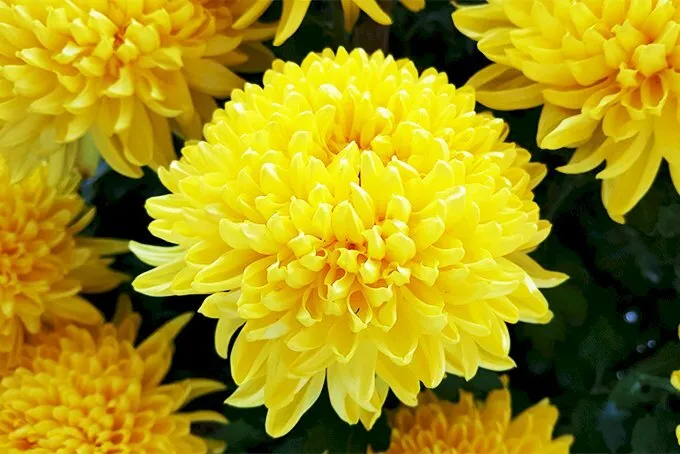 Hoa cúc vàng: Đặc điểm, ý nghĩa, cách trồng và chăm sóc