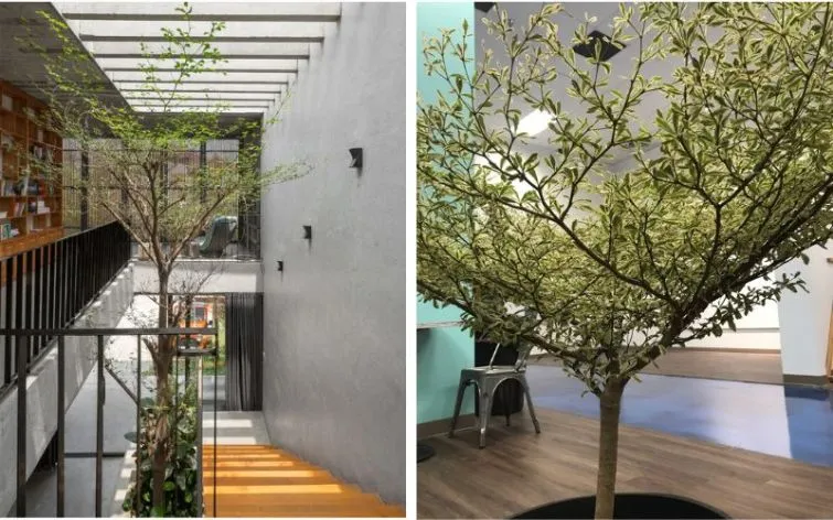 Với sự thanh lịch và vẻ đẹp tự nhiên, cây bàng Đài Loan là điểm nhấn hoàn hảo cho không gian sống trong nhà