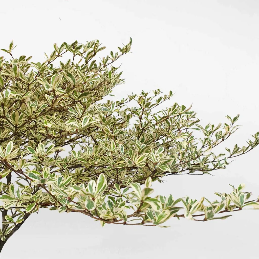 Bàng Đài Loan cẩm thạch được tạo thành các chậu cây bonsai để trang trí trong nhà