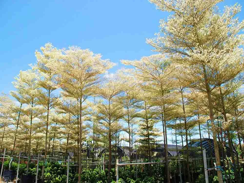 Cây bàng Đài Loan tạo điểm nhấn tuyệt vời cho khu vườn, mang lại vẻ đẹp tự nhiên và sự thanh lịch