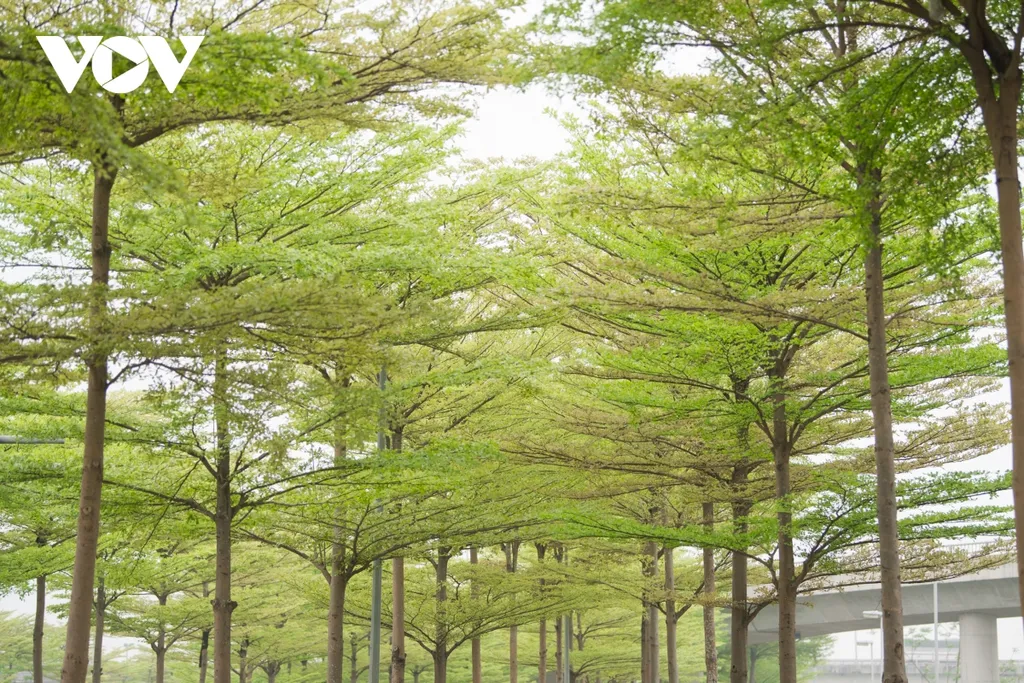 Với những cành lá rợp bóng mát và hình dáng độc đáo, cây bàng Đài Loan tạo ra một không gian thoải mái và thư giãn