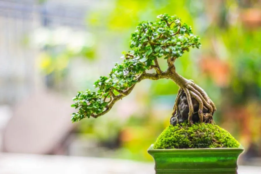 Vẻ đẹp tự nhiên và sức sống vững vàng của cây Linh sam làm cho sân vườn của bạn trở nên sống động và tràn đầy năng lượng tích cực