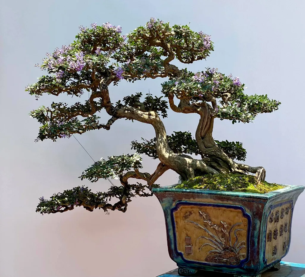 Lá xanh tươi mát của cây Linh sam như những bản hòa âm dịu dàng trong bản nhạc tự nhiên, tạo ra một bầu không khí tươi mới và sảng khoái