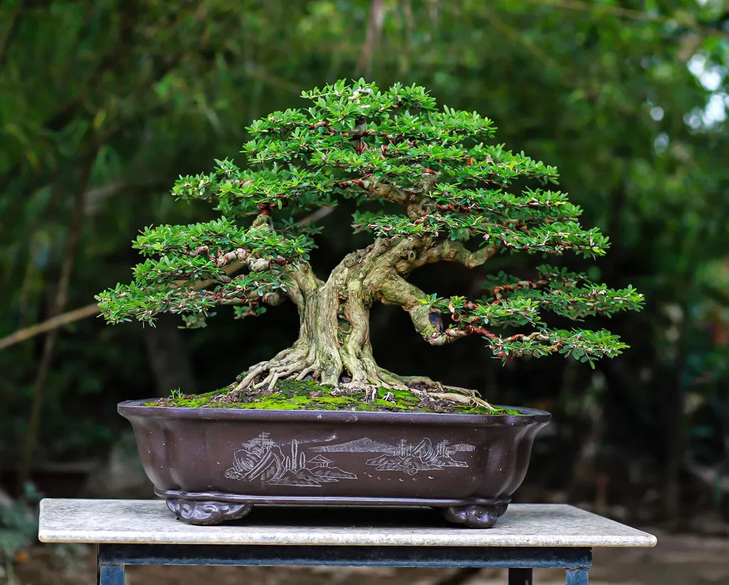 Sự thanh lịch và vẻ đẹp tự nhiên của cây Linh sam làm cho không gian sống trở nên sang trọng và quý phái.