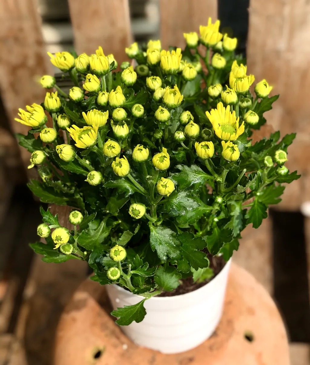 Hoa cúc vàng có thể mang lại cảm giác trẻ trung và tươi mới. Màu vàng sáng của hoa cúc thường được liên kết với sự sảng khoái và năng lượng tích cực.