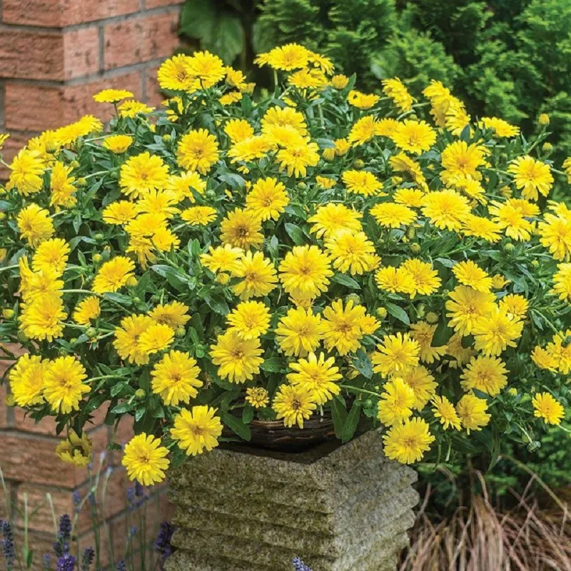 Trồng hoa cúc vàng có thể là một trải nghiệm thú vị và mang lại không gian vườn của bạn thêm sắc màu và sinh động.