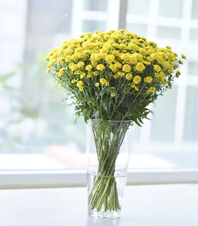 Sắp xếp hoa cúc vàng trong các bình hoa để tạo ra các điểm nhấn trang trí trên bàn làm việc, bàn ăn hoặc bàn trà. Bình hoa cúc vàng có thể làm tăng sự sảng khoái và tạo điểm nhấn nổi bật trong không gian sống của bạn.