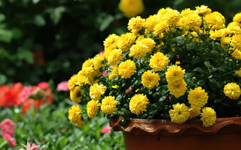 Trồng chậu hoa cúc vàng trong khu vực vườn hoa để thêm màu sắc và sinh động vào không gian của bạn. Chúng có thể kết hợp với các loại hoa khác để tạo ra một vườn hoa đa dạng và phong phú.