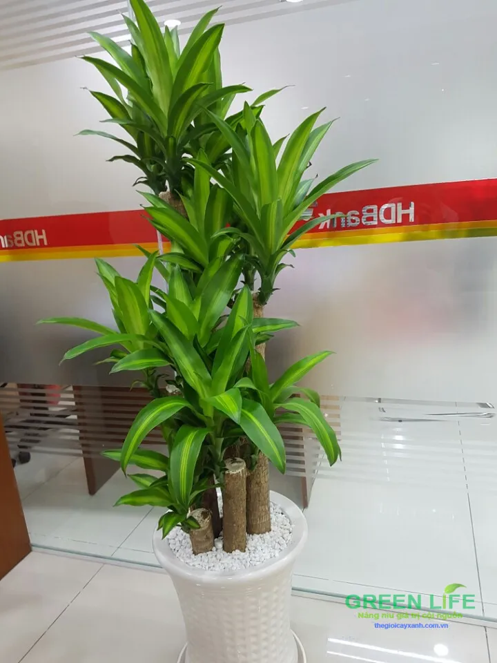 Cây phát tài cũng có thể được trồng tại văn phòng