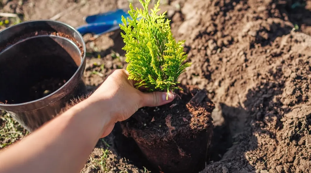 Cách trồng và chăm sóc cây tùng thơm
