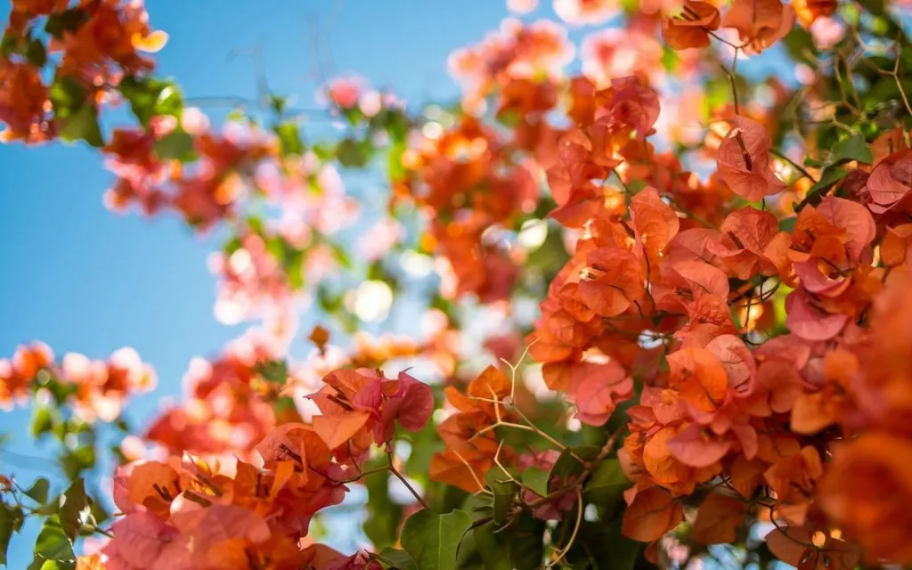 Hoa giấy màu cam có thể được sử dụng để biểu hiện sự giao hòa và hòa mình vào môi trường xung quanh.