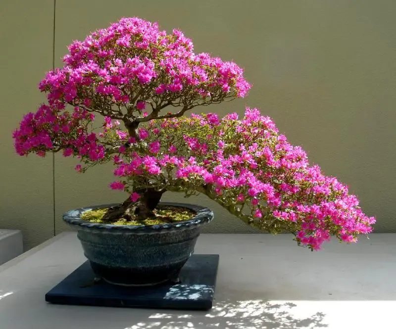 Trồng hoa giấy dưới dạng bonsai là một cách tuyệt vời để tạo ra một điểm nhấn độc đáo và đẹp mắt trong không gian sống của bạn.
