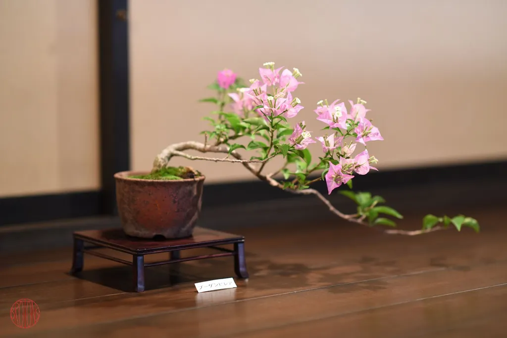 Hoa giấy thích hợp để trồng dưới dạng bonsai vì chúng thích nghi tốt với việc cắt tỉa và tạo hình. Bạn có thể dễ dàng tạo ra các hình dạng và kiểu dáng khác nhau cho bonsai hoa giấy theo sở thích của mình.