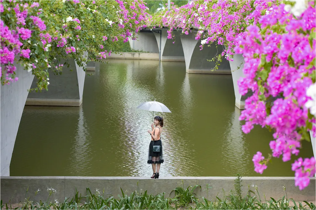 Con đường hoa giấy dài hơn 300m ở trên cầu Bắc Hưng Hải (thuộc Khu đô thị Ecopark), cách trung tâm Hà Nội khoảng 13km đang trở thành địa điểm 'sống ảo' thu hút nhiều du khách trẻ