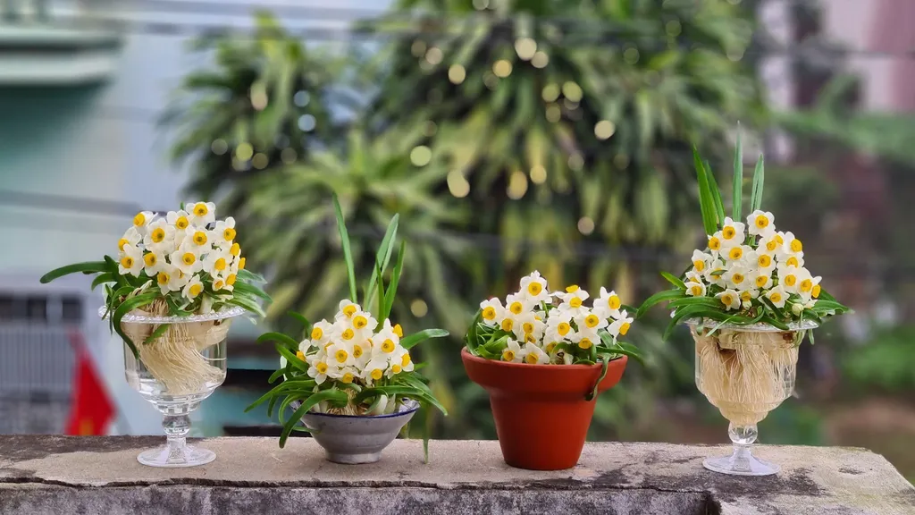 Hoa Thủy tiên mang nét đẹp dịu dàng và tinh khôi