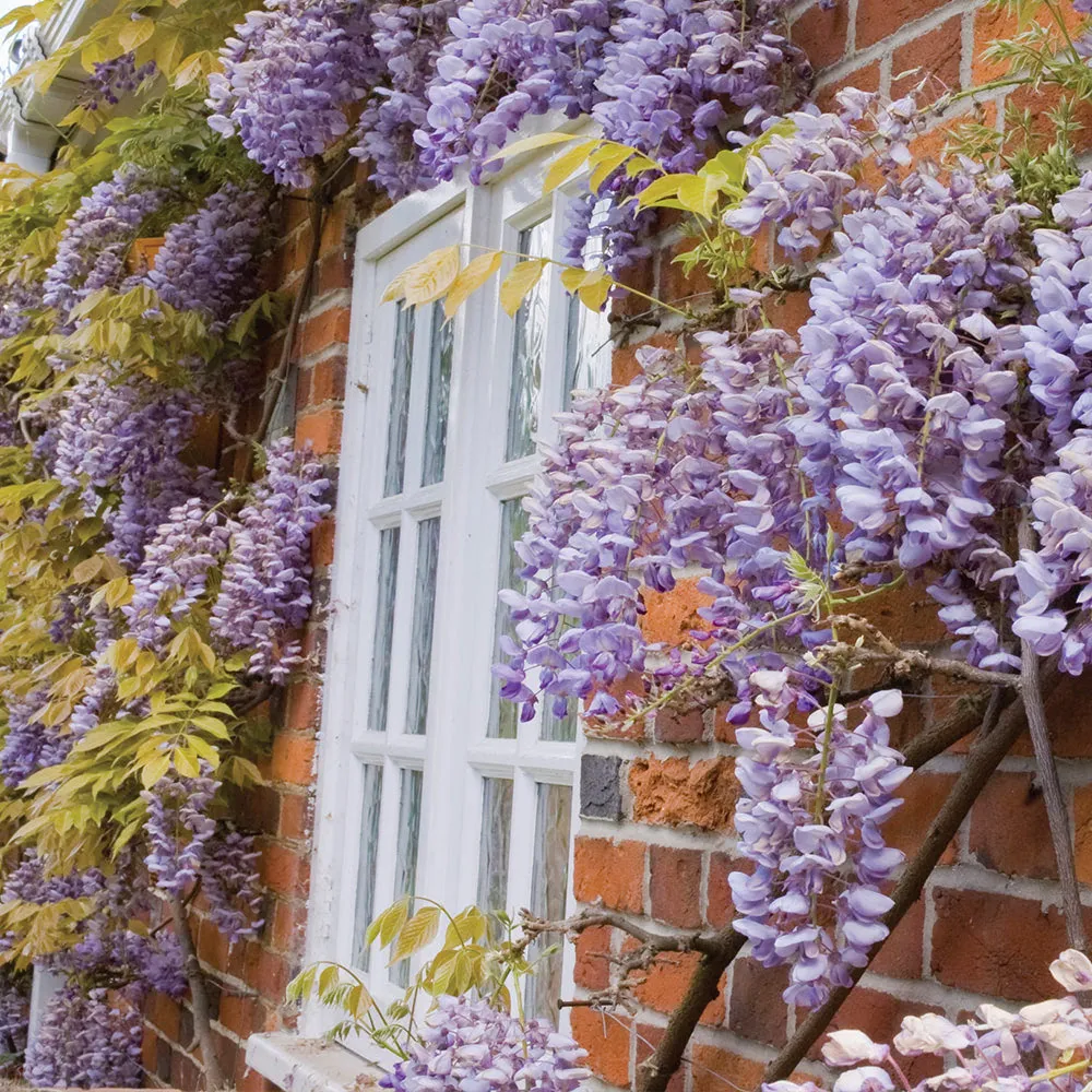 Các chùm hoa màu sắc và lá xanh mướt của hoa tử đằng sẽ tạo ra một màn trập trùng tuyệt vời trên tường nhà, tạo ra một không gian bình yên và thư giãn.