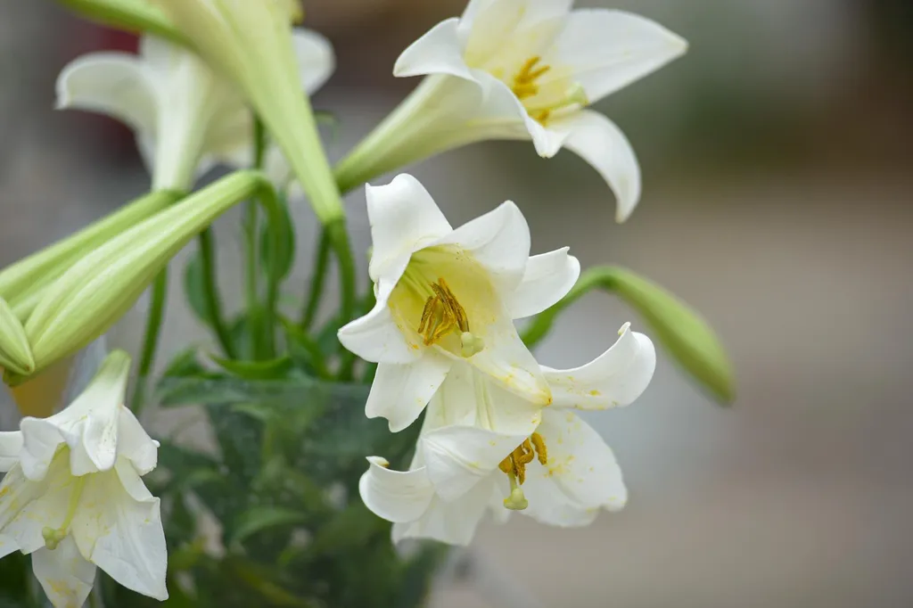 Để giữ cho hoa loa kèn được tươi lâu thì cắt cành hoa đúng cách cũng cần phải lưu ý. Bạn nên cắt vát chéo cành hoa, không nên cắt ngang, làm tăng diện tích tiếp xúc của vết cắt với nước, giúp hoa hút nước tốt hơn.