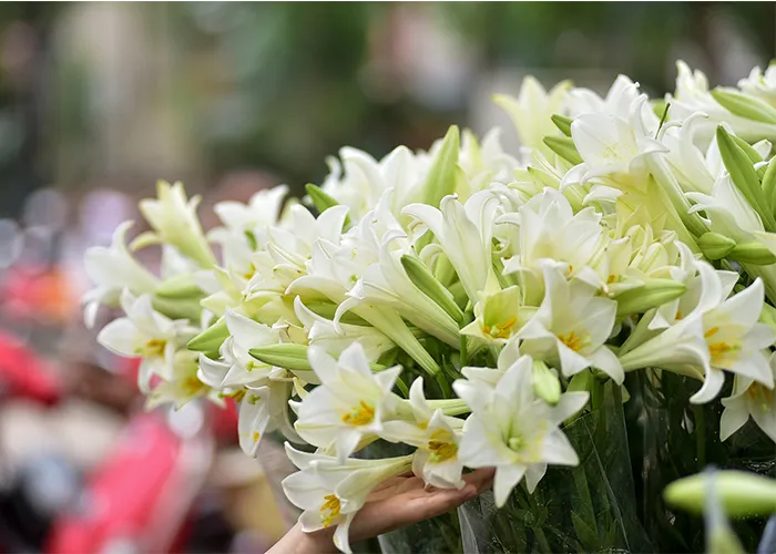Hoa loa kèn thường được sử dụng để trang trí các sự kiện và đám tiệc như đám cưới, tiệc sinh nhật, tiệc chia tay, hoặc các sự kiện doanh nghiệp.