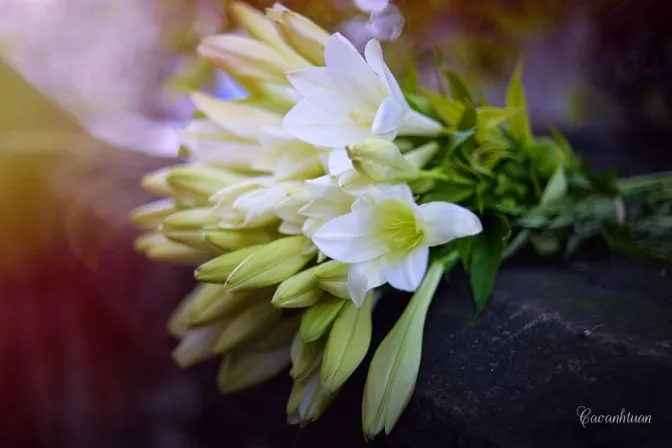 Ý nghĩa của hoa loa kèn màu trắng