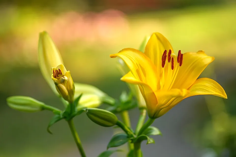 Ý nghĩa của hoa loa kèn màu vàng