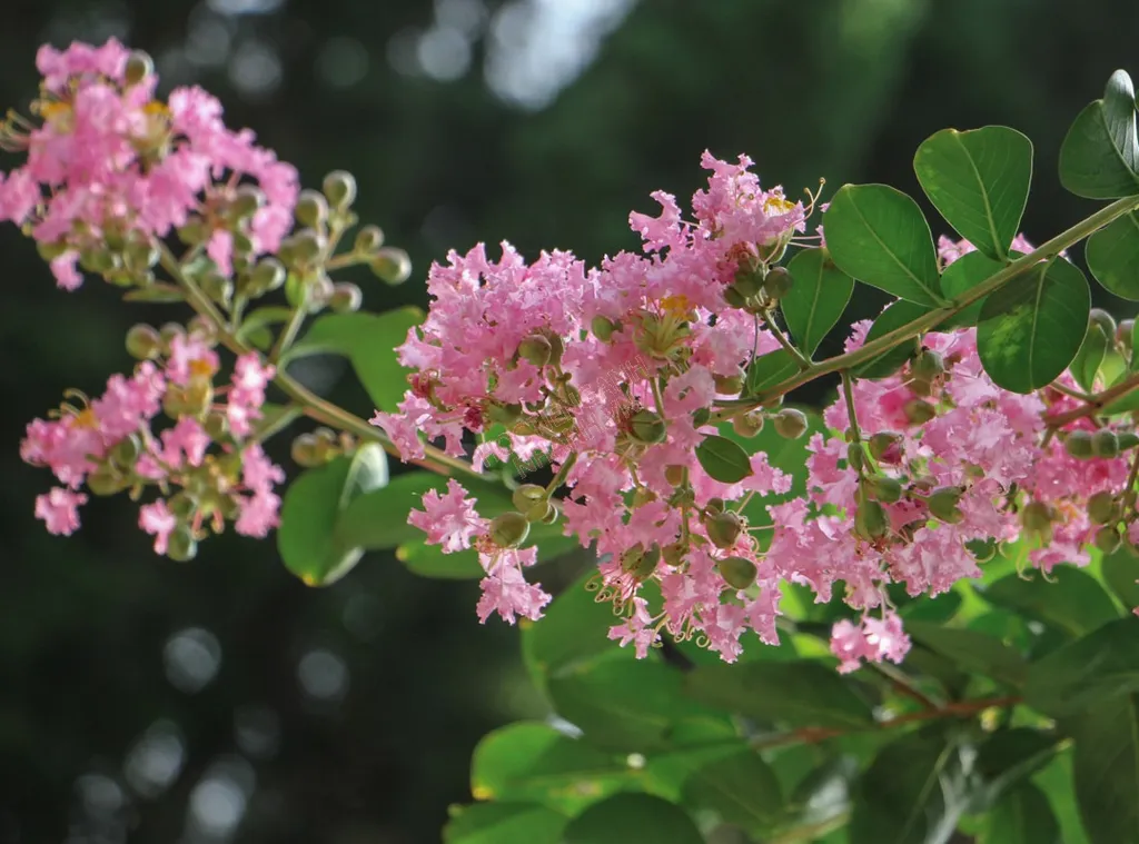 Hoa tường vi có tên gọi khoa học là Myrtke Crepe. Loài hoa này phát triển tốt ở hầu hết các quốc gia với các vùng khí hậu khác nhau bởi chúng có khả năng thích nghi tốt. 