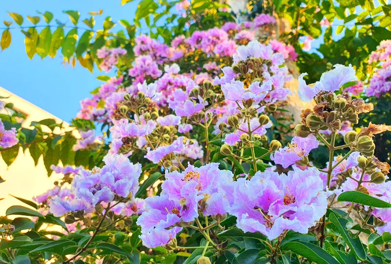 Cây tường vi nổi tiếng với vẻ đẹp dịu dàng cùng màu sắc hoa tươi tắn. Loài hoa này giúp tô điểm không gian sân vườn, mang lại vẻ đẹp thuần khiết, tràn đầy sức sống.