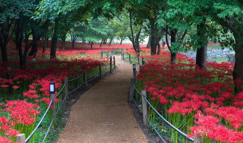 Lối đi ở một công viên tại Nhật với 2 bên được trồng hoa bỉ ngạn nổi bật