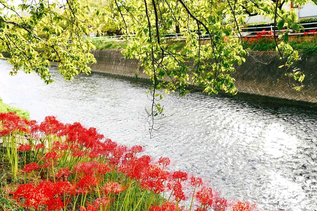 Hoa bỉ ngạn còn được trồng ở ven sông, ven kênh tại Nhật