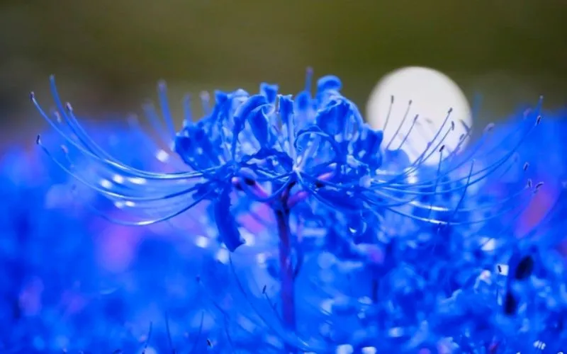 Hoa bỉ ngạn xanh chỉ xuất hiện trong truyện tranh Nhật Bản
