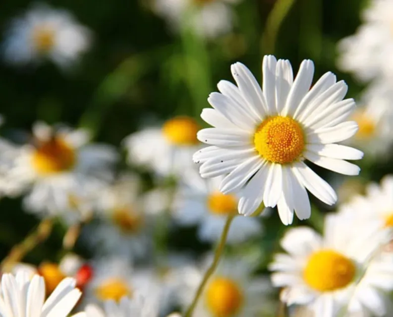 Hoa cúc trắng - loài hoa mang nhiều ý nghĩa đặc biệt