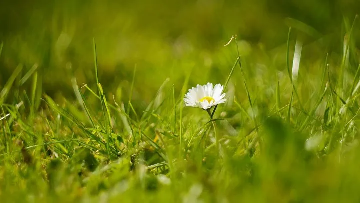 Không chỉ là biểu tượng của vẻ đẹp thuần khiết, mà hoa cúc trắng còn tượng trưng cho sự bền bỉ trong cuộc sống. Chính sức sống mạnh mẽ của chúng đã trở thành nguồn cảm hứng cho nhiều người
