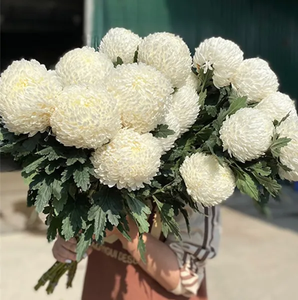 Tác dụng của hoa cúc trắng trong Đông Y