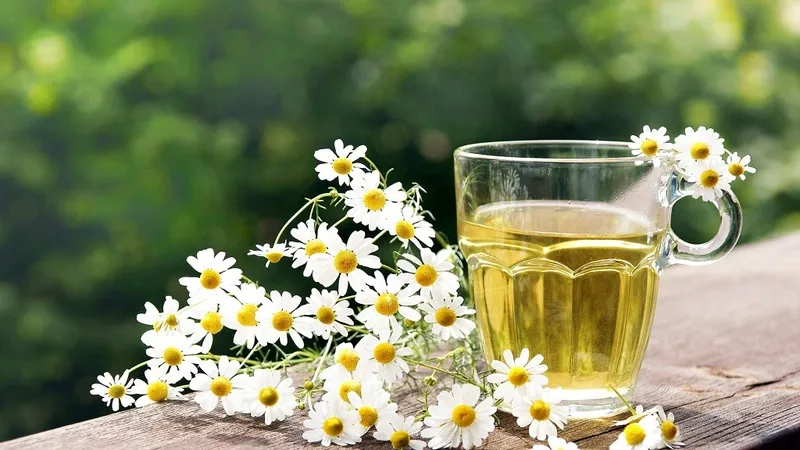 Nếu bạn nào đang gặp tình trạng thường xuyên chóng mặt, hoa mắt hay mất ngủ thì có thể tham khảo qua bài thuốc về hoa cúc trắng dưới đây nha!