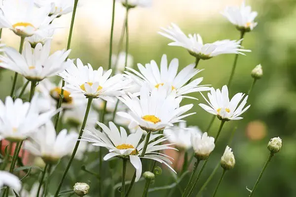 Trong Tây Y, từng bộ phận của hoa cúc trắng đều có thể điều chế ra các chất dùng để chữa bệnh
