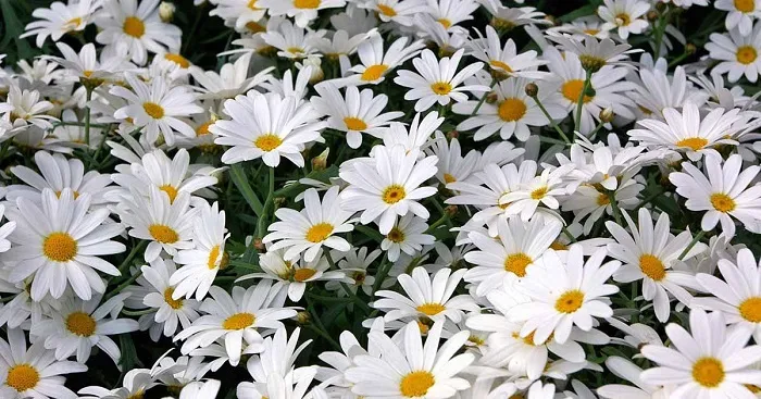 Cách trồng hoa cúc trắng tại nhà