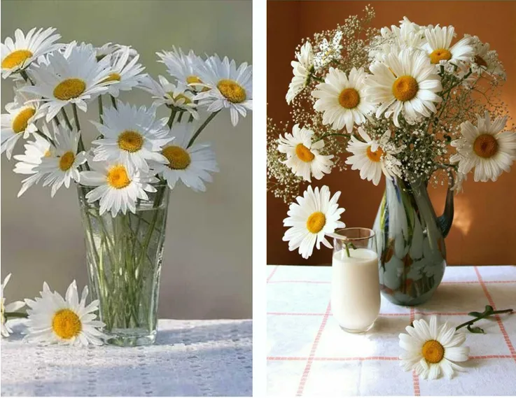 Cách chăm sóc hoa cúc trắng 