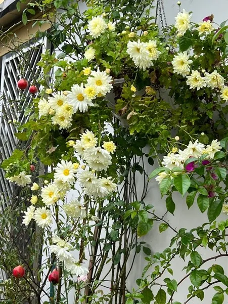 Những khóm hoa cúc trắng có thể sử dụng để trang trí trước cổng nhà, làm đẹp cho không gian ngoại thất. Với sắc trắng thuần khiết của mình, hoa cúc trắng tạo nên bức tranh hoàn hảo cho căn nhà của bạn